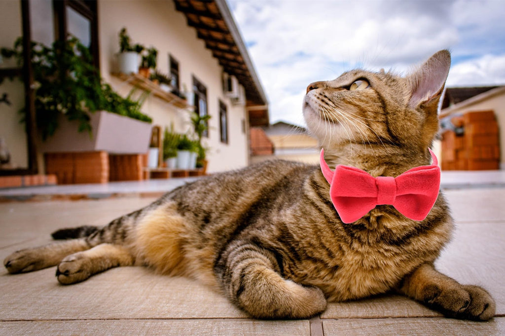 Velvet Breakaway Cat Collar with Bell and Bow Tie I208