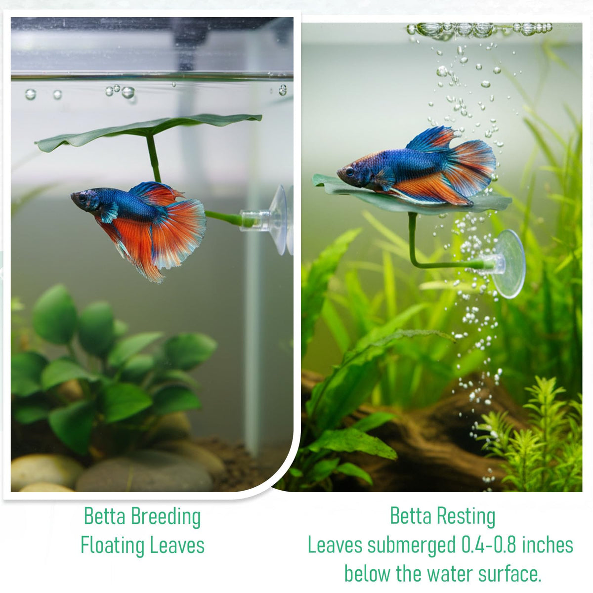 Betta Fish Leaf Hammock Suction Cup Aquarium Decor K77338