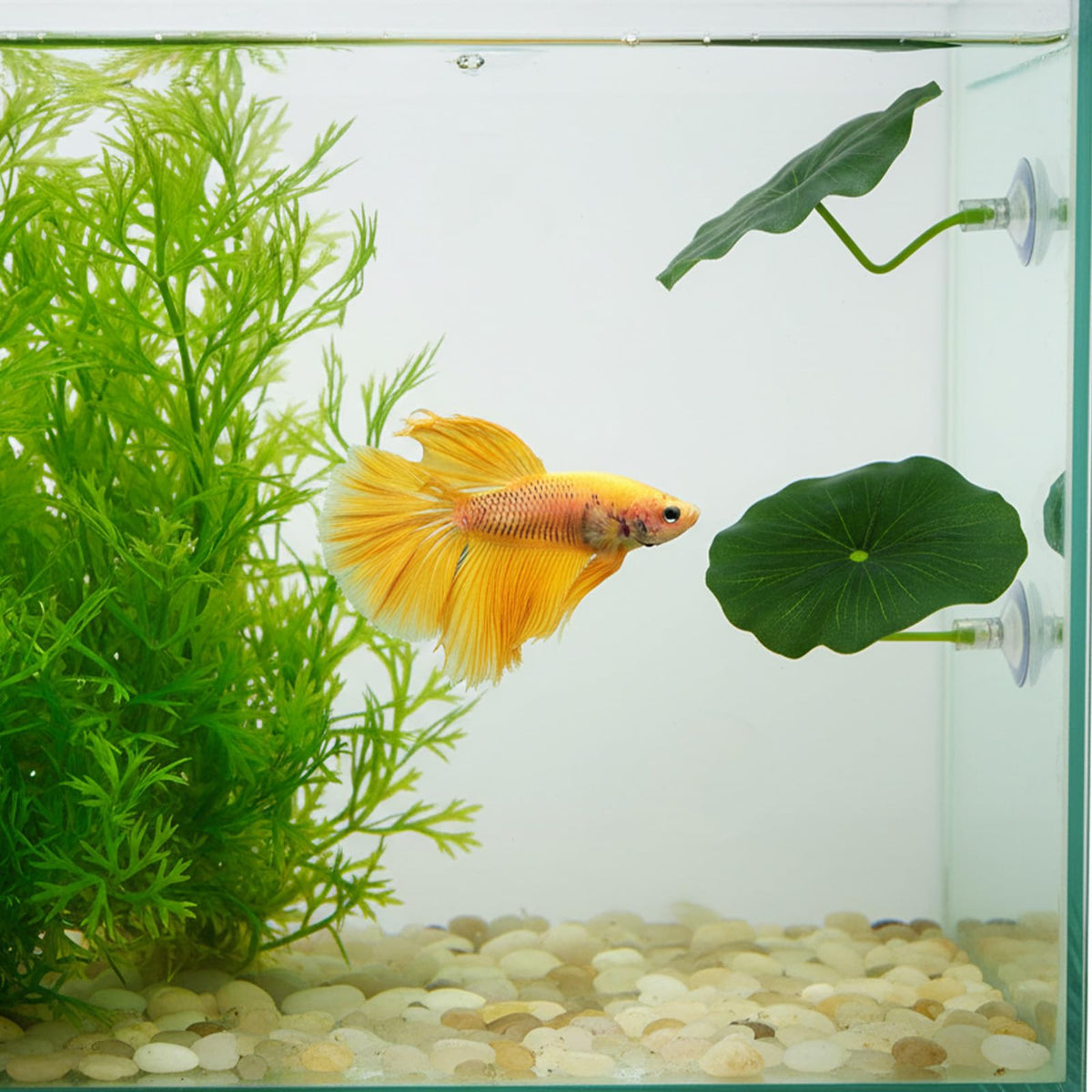 Betta Fish Leaf Hammock Suction Cup Aquarium Decor K77338