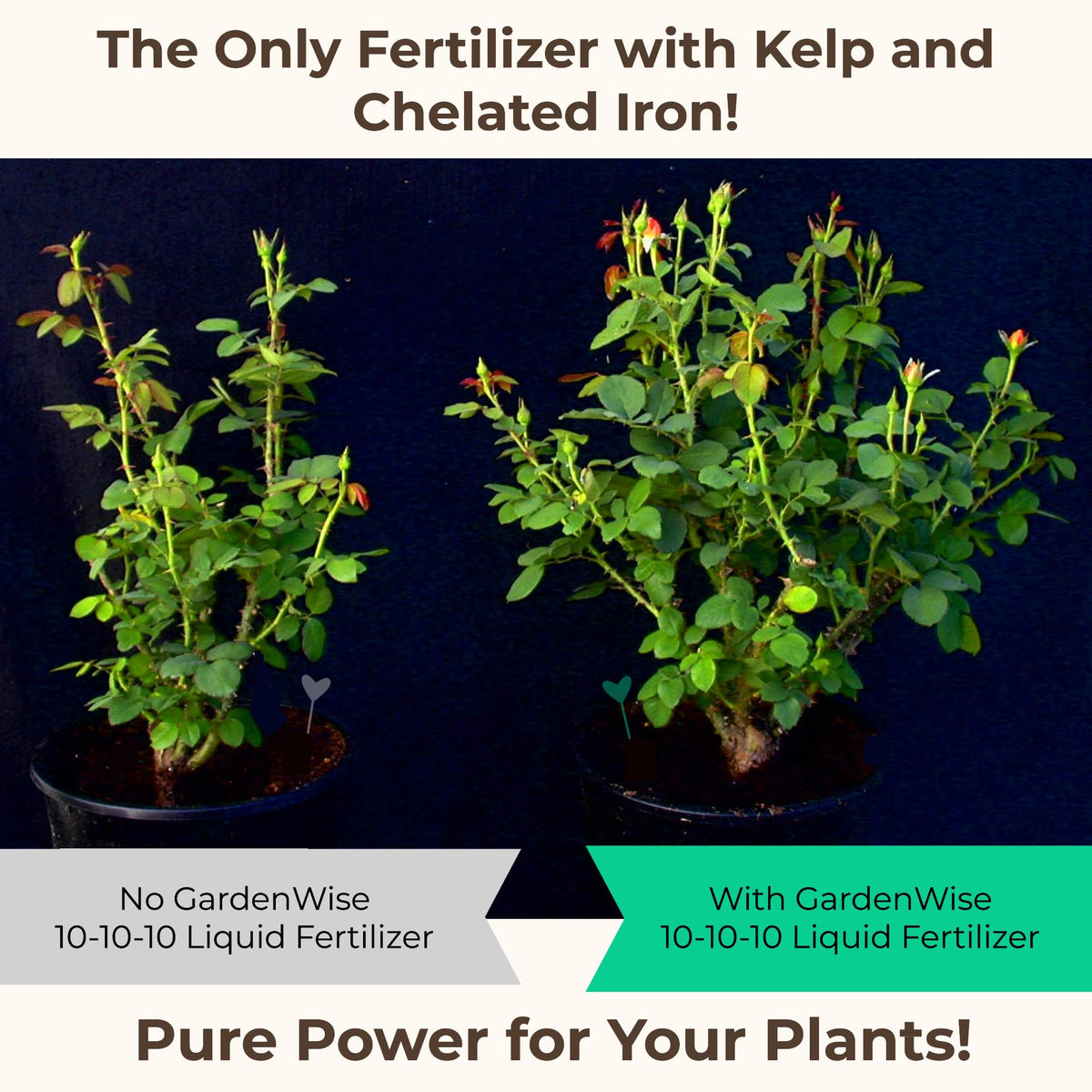 10-10-10 All Purpose Liquid Fertilizer with Seaweed Kelp & Iron 16 oz L42950