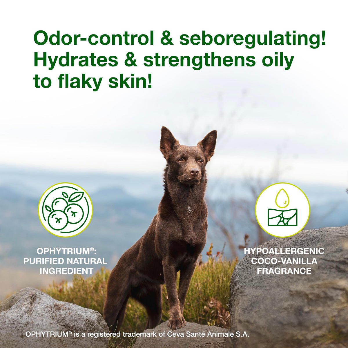 Dog Seboregulating Shampoo 6.7 fl oz A126